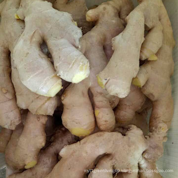 Top Quality Fresh Ginger 200g and up